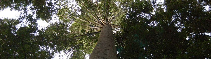 Rainforests  (photo credit: IFOR)