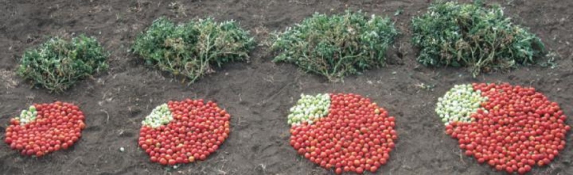 tomato experiment using breeding toolkit