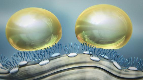 Cartaguard® KST molecules