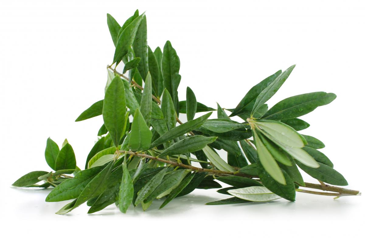 Doehler olive leaf extract