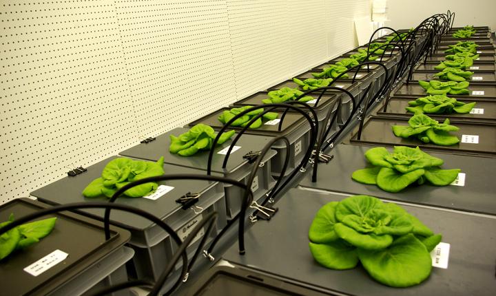 Silje Wolff found that the plants can "smell" or detect how much nutrition is available when she ran experiments in climate-regulated growth chambers in the Netherlands. Photo: Silje Wolff, NTNU Social Research (CIRiS)