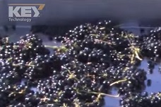 Vitisort vibratory conveyor