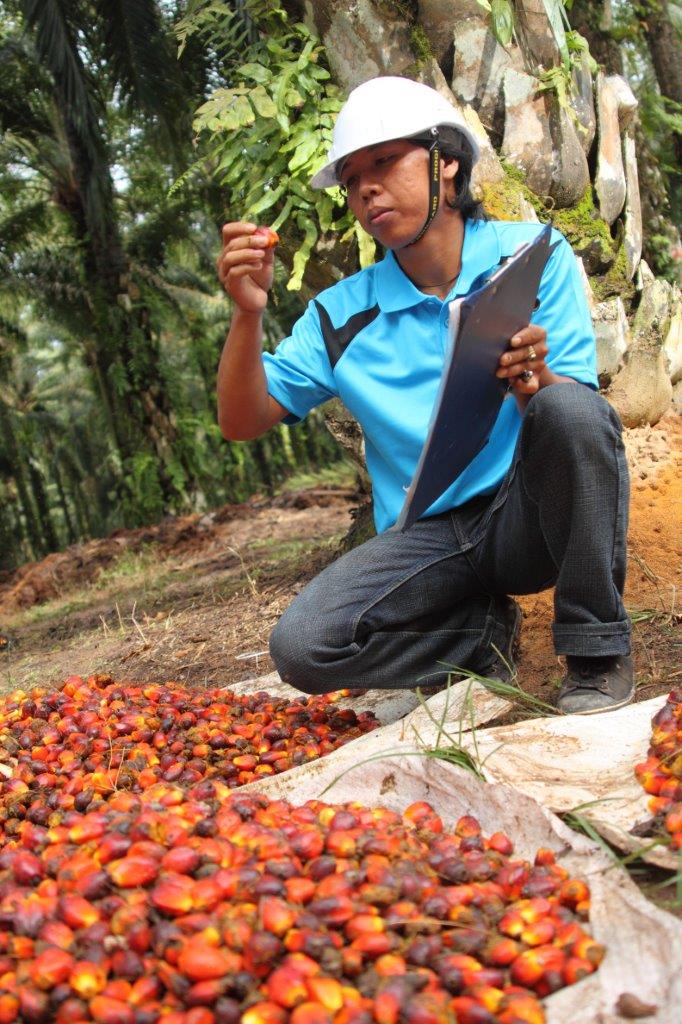 Smallholders are responsible for 40% of total worldwide palm oil production