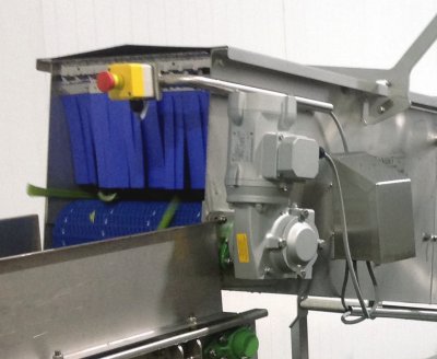 Freshly harvested celery is automatically cut, cleaned, and packaged in a continuous operation (Photo: Ambit Projects Ltd.)