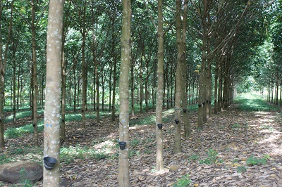 Africa rubber industry
