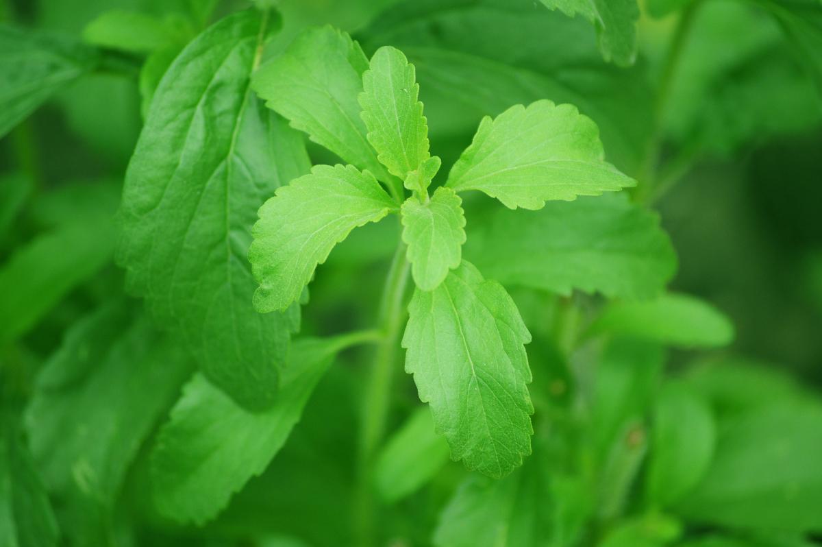 S3 The stevia plant from which steviol glycosides are extracted has origins in South America