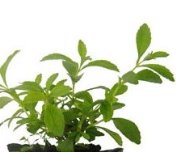 Stevia-based sweeteners are calorie-free