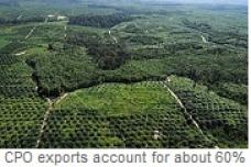 Palm oil price plunge hurting M'sia's export values: Barclays