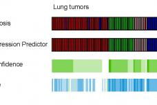 Paraffin specimens improve tumour histology