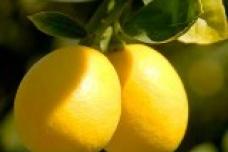 Limoneira pairs with experts  from Tokyo,  Osaka