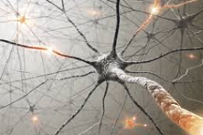 His-and-Her pain circuitry in the spinal cord