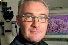 Drug-resistant melanoma tumors shrink when therapy is interrupted