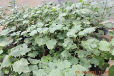 Patchouli oil certified premium grade