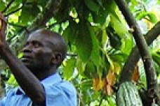 Barry Callebaut accelerates sustainable cocoa production