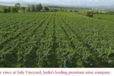 Wine Industry in India: In High Spirits