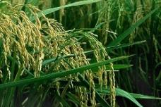 Taiwan halts China rice imports over cadmium concerns