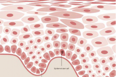 Stem cells for anti-aging