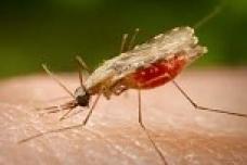 Elimination of malaria may be less costly to achieve and maintain
