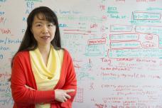 Genetic errors identified in 12 major cancer types