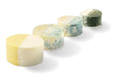 Protective cultures for cheese and yoghurt