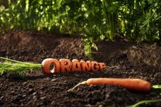 Global survey reveals commonalities