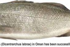 Studies aim to raise aquaculture standards in Oman