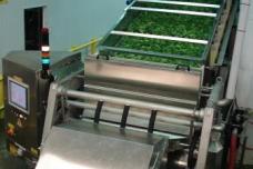 Lettuce growers adopt Tomra sorters