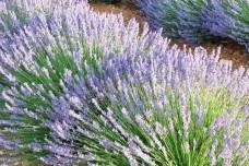 Symrise supports sustainable lavender sourcing