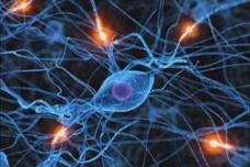 Anti-MS drug may lead to fatal brain infection
