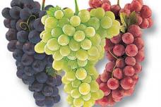 Study uncovers mechanism for how grapes reduce heart failure associated with hypertension