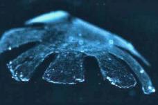 Bio-engineered jellyfish could help heart patients