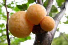 Cold-adapted yeast a native of Patagonia
