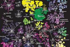 Brain imaging data leads to interactive map of how we see