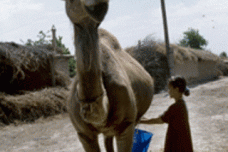 Chr. Hansen initiates camel cheese development project