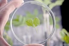 New phytopharmaceutical ingredients from Frutarom