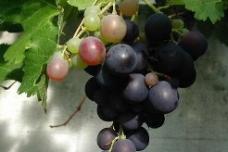 Mediterranean table grape exports begin