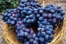 Grapes may reverse effects of metabolic syndrome