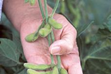 Projections for soy and milk protein ingredients industry