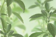 Unlocking new markets with stevia
