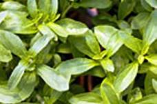Cargill, Evolva to develop steviol glycosides