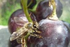 Resveratrol makes bees eat less
