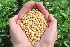 Cargill develops non-GMO soybean oil