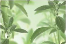Cargill, Evolva to develop steviol glycosides