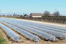 Plasticulture contributes to food production