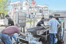 Sorting solution for wine grapes