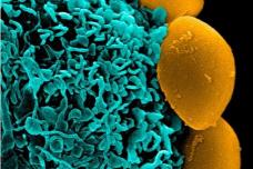 Cloaking strategy makes nanoparticles look, act like cells