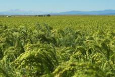 Millet grains as functional ingredient