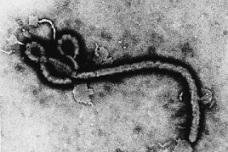 Phase II trial for Ebola vaccine