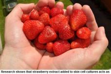 Strawberry extract shows promise against UVA rays