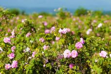 More low-allergen essential oils from Earthoil